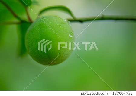 Ome fruit Ome fruit 137004752