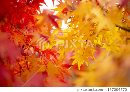 Autumn leaves 137004770