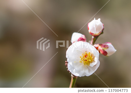 Blooming plum Blooming plum 137004773