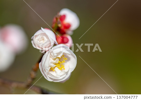 Blooming plum Blooming plum 137004777
