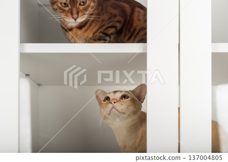 Burmese cat in cabinet 137004805