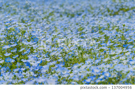 春日美景，粉蝶花田如藍天般鋪展開來。 137004956