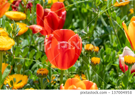 A spring flowerbed decorated with red tulips and yellow calendula 137004958