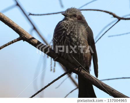 Bulbul Bulbul 137004965