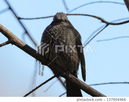 Bulbul Bulbul 137004966