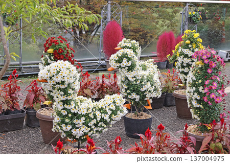 Chrysanthemum dolls in the flower corridor Chrysanthemum dolls in the flower corridor 137004975