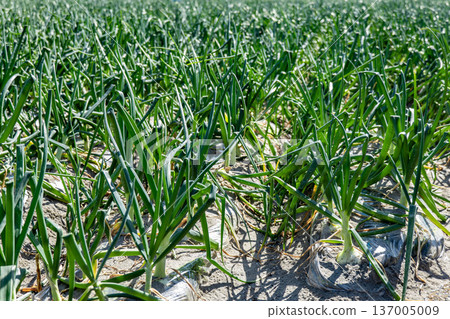 Onion fields in early spring growing on the sandy coast of Hamamatsu City, Shizuoka Prefecture 137005009