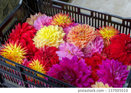 一籃籃色彩繽紛的大麗花 137005018