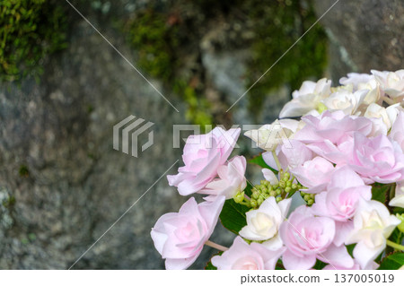 岩壁上盛開著淡粉紅色的繡球花和苔蘚。 137005019