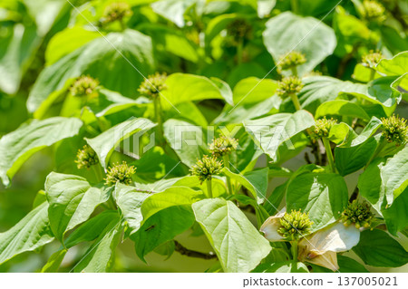山茱萸的花蕾和葉子被新鮮的綠葉環繞 山茱萸的花蕾和葉子被新鮮的綠葉環繞 137005021