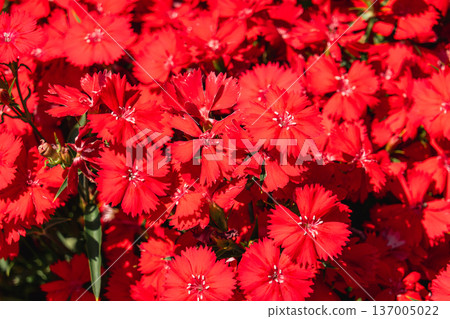 A field of bright red dianthus flowers in full bloom A field of bright red dianthus flowers in full bloom 137005022