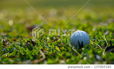 Golf clubs and balls on a green lawn in a beautiful golf course with morning sunshine. 137005385