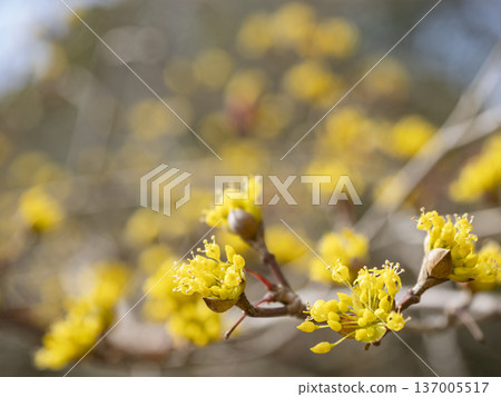 日本山茱萸的嬌嫩花朵，為春天增添了一抹金色的光芒。 137005517