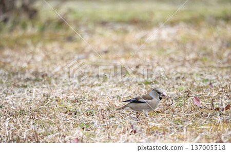 The adorable steps of a Japanese bush warbler trotting through a winter garden 137005518