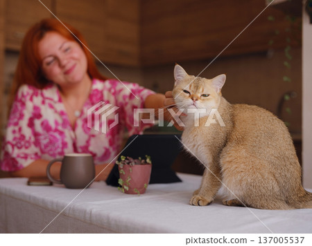 young woman working at home kitchen with cat young woman working at home kitchen with cat 137005537