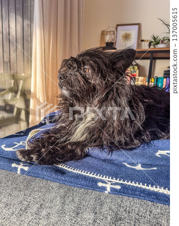 Adorable scruffy black dog relaxing on a blue nautical blanket at home, basking in warm sunlight from a window. Adorable scruffy black dog relaxing on a blue nautical blanket at home, basking in warm sunlight from a window. 137005615