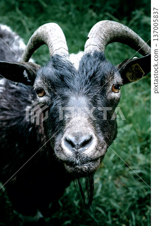 Black goat stares intently at the camera. Pasture scene featuring a black goat portrait 137005837