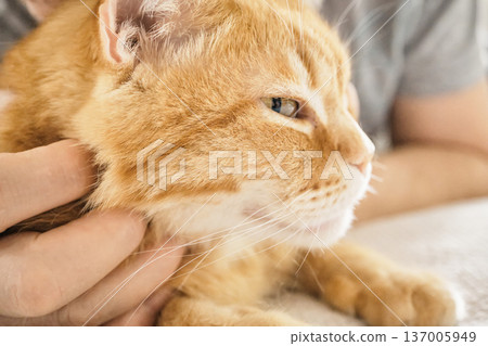 Male petting orange tabby cat, displaying intimacy and companionship between human and animal Male petting orange tabby cat, displaying intimacy and companionship between human and animal 137005949
