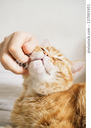Male hand scratching an orange tabby cat's chin, bringing joy and comfort Male hand scratching an orange tabby cat's chin, bringing joy and comfort 137005951
