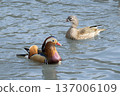 A pair of mandarin ducks floating on a pond 137006109