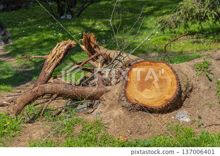 Fallen Remains Tree Stump 137006401