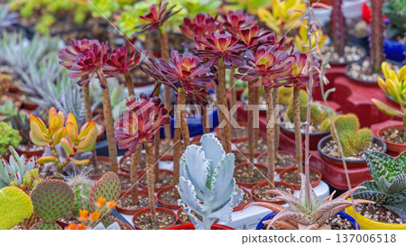 Aeonium Succulent Zwartkop Plants Aeonium Succulent Zwartkop Plants 137006518