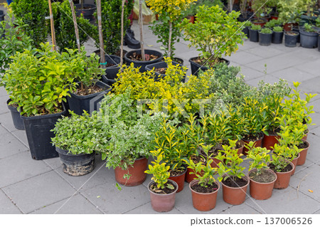Potted Evergreen Shrubs Plants Potted Evergreen Shrubs Plants 137006526