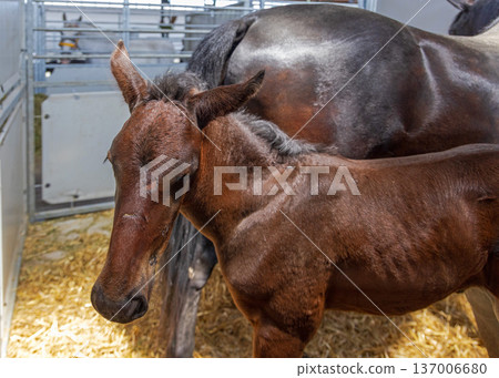 Brown Foal Horse Brown Foal Horse 137006680