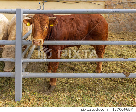 Young Brown Bull Farm Young Brown Bull Farm 137006697