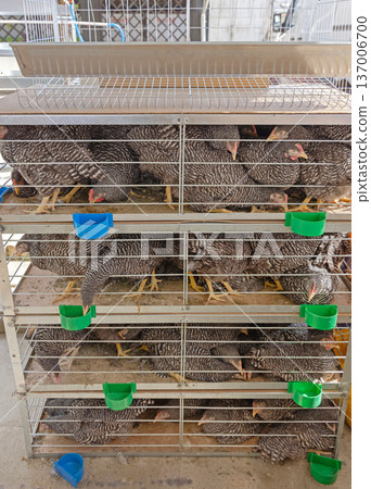 Chickens Cage Multi Level 137006700