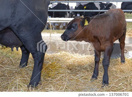 Cow and Calf Barn Cow and Calf Barn 137006701