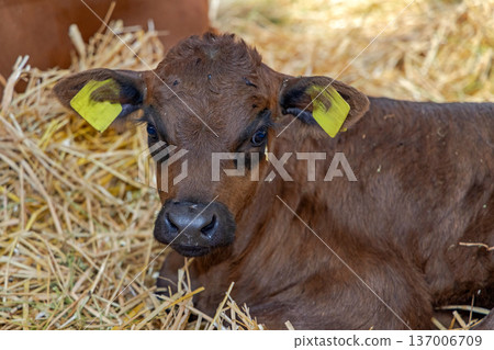 One Brown Calf One Brown Calf 137006709