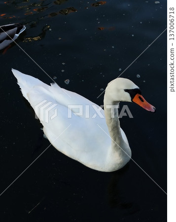 White swan swimming on dark lake water with reflection and ripples. Wildlife and serenity concept 137006718