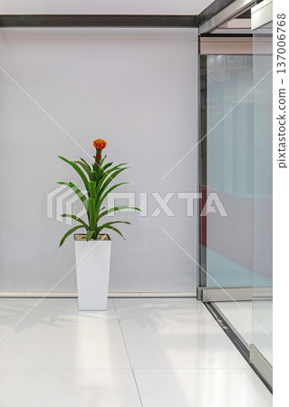 Guzmania Plant Vase Interior 137006768