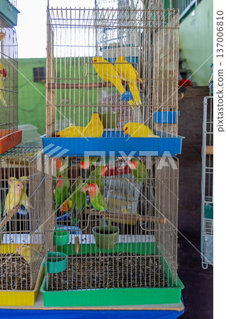 Lovebirds in Cages Lovebirds in Cages 137006810