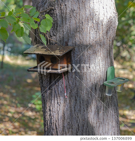 Birdhouse at Tree Birdhouse at Tree 137006899