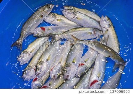 Fish in Blue Bowl Fish in Blue Bowl 137006903
