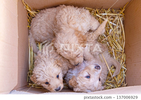 Golden Labrador Doodle Puppies 137006929