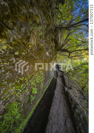 Levada do Caldeirao Verde, Madeira, Portugal 137007315