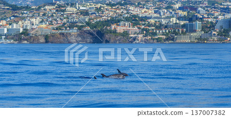 Common Bottllenose Dolphin, Madeira, Portugal Common Bottllenose Dolphin, Madeira, Portugal 137007382