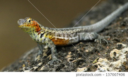 Galapagos Lava Lizard, Galapagos National Park Galapagos Lava Lizard, Galapagos National Park 137007406