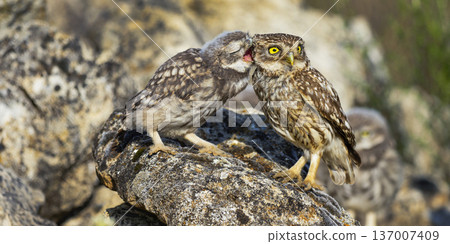 Little Owl, Spain Little Owl, Spain 137007409