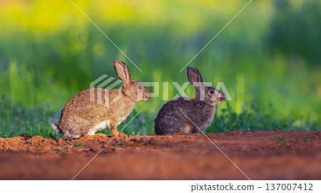 European Rabbit, Spain European Rabbit, Spain 137007412