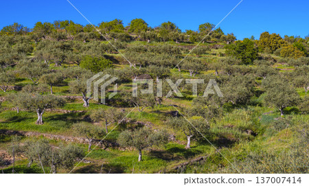 Olives Trees Plantation, Spain Olives Trees Plantation, Spain 137007414