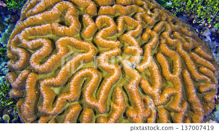Brain Coral, Indonesia 137007419