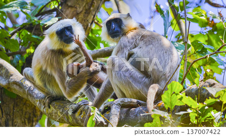 Tarai Gray Langur, Royal Bardia National Park, Nepal Tarai Gray Langur, Royal Bardia National Park, Nepal 137007422