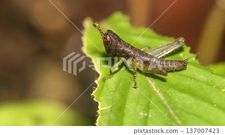 Tropical Grasshopper, Amazonia Tropical Grasshopper, Amazonia 137007423