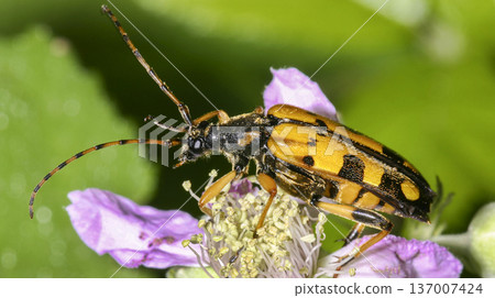 Longhorn Beetle, Sierra de Guadarrama National Park Longhorn Beetle, Sierra de Guadarrama National Park 137007424