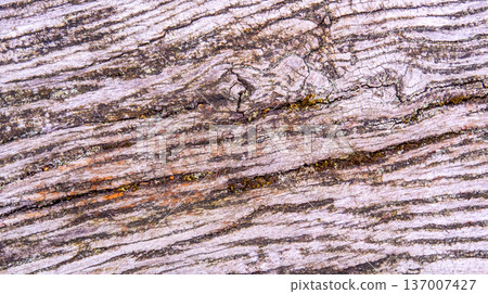 Wood Textured Background Wood Textured Background 137007427