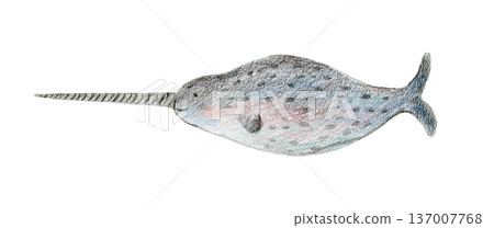 Color pencils drawing gray and blue cute arctic water narwhal animal. Textured crayons hand drawn cheerful sea narwal fish for birthday greeting card design, banner, sticker, poster, t-shirt print Color pencils drawing gray and blue cute arctic water narwhal animal. Textured crayons hand drawn cheerful sea narwal fish for birthday greeting card design, banner, sticker, poster, t-shirt print 137007768